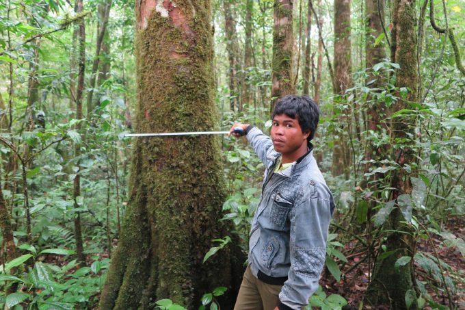 Cây táo Mèo khổng lồ ở Vườn Quốc gia Bidoup. Ảnh: Tư liệu.