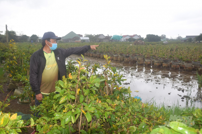 Sở NN-PTNT Bình Định thực hiện đề án chuyển toàn bộ số lượng cây mai từ trong các vườn nhà ra ruộng. Ảnh: Vũ Đình Thung.