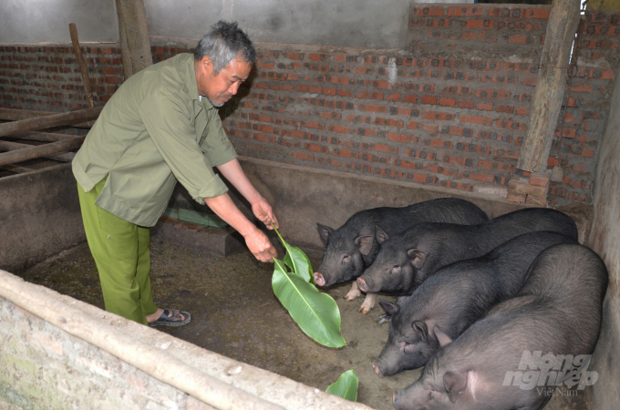Ông Đặng Trung Hải bên đàn lợn đen nuôi để sang năm làm lễ cúng. Ảnh: Dương Đình Tường.