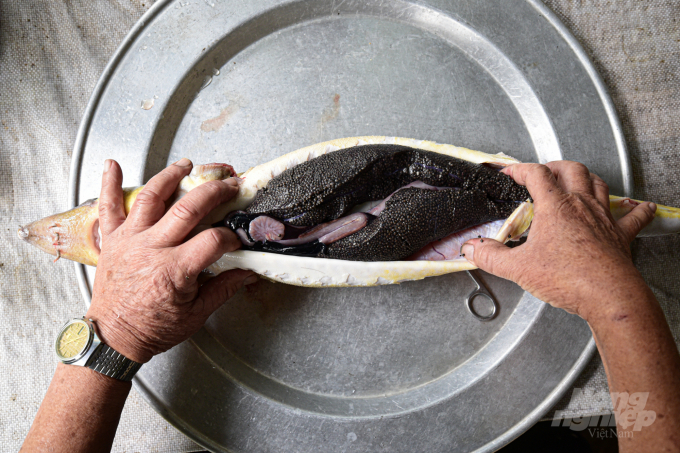 Cá tầm Sterlet cái ông Lựu nuôi 100% cho trứng. Ảnh:&nbsp;Tùng Đinh.