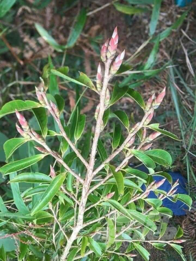 Chè móng rồng chỉ cho thu hoạch 1 vụ duy nhất trong năm vào dịp cuối thu đầu xuân. Ảnh: Đặng Long.