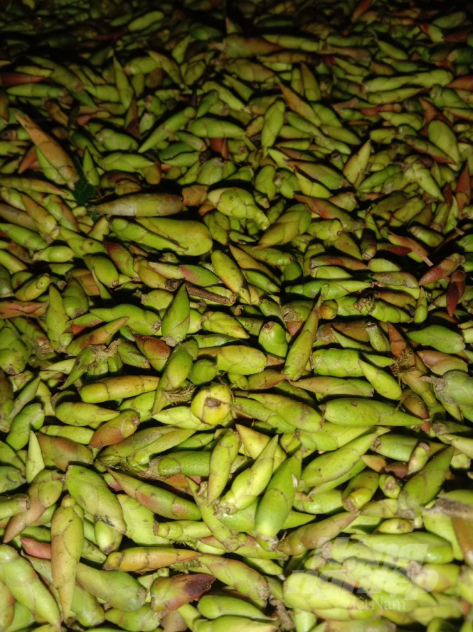 Sản phẩm chè móng rồng tươi có giá từ 250.000 đến 300.000 đồng/kg. Ảnh: Hoàng Kiêm.