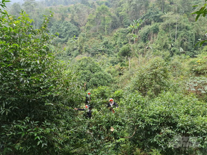Chè móng rồng ở Hà Giang mọc ở độ cao hơn 2.000m so với mực nước biển. Ảnh: Đào Thanh.