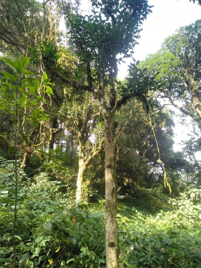 Giống như chè Shan tuyết, chè móng rồng có tuổi đời cả trăm năm, sống trên đỉnh Tây Côn Lĩnh. Ảnh: Đào Thanh.