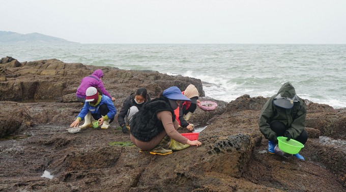 Những phự nữ đang cạo rong mứt trên ghềnh đá ở vịnh Hòn La. Ảnh: P.P.