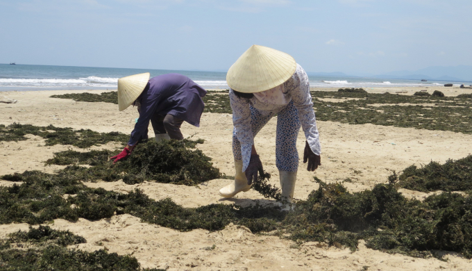Rong biển được khai thác đưa vào phơi trên bãi cát, sau đó đóng bao bán cho thương lái. Ảnh: P.P