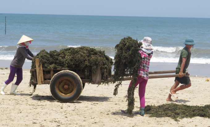 Vận chuyển rong khô về nhà. Nếu chậm bị mưa là bị mốc hỏng. Ảnh: P.P.
