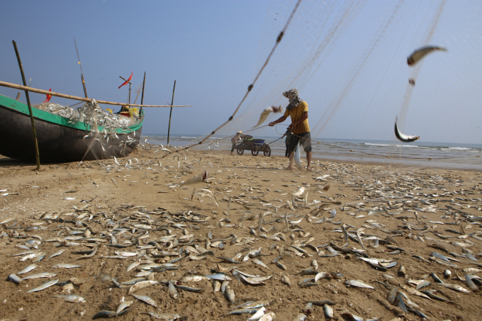 Cá trích được gỡ từ lưới rơi xuống bờ thành từng mảng dày đặc. Từ đầu năm đến nay việc đánh bắt hải sản trên vùng biển Hà Tĩnh rất thuận lợi, dù chi phí xăng dầu tăng nhưng trúng đậm nên cũng có khoản bù lại.