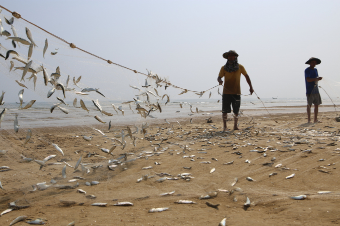 Bà con ra khơi từ 4h sáng, đến khoảng 9h cùng ngày di chuyển thuyền đưa 'chiến lợi phẩm' vào bờ.