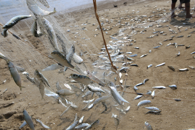 Theo anh Việt, 3 ngày gần đây, bình quân mỗi ngày anh khai thác được gần 1 tấn cá, bán với giá 10.000đ/kg, sau khi trừ chi phí xăng dầu còn lãi 6 triệu đồng/chuyến/2 người.