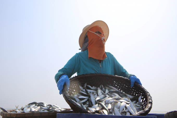 Những mẻ cá trích tươi xanh sau khi thu gom được thương lái đến mua trực tiếp.