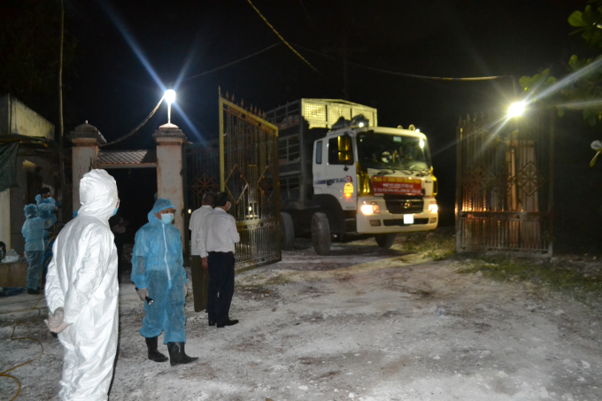 Lợn về đến trang trại. Ảnh: Trần Trung.