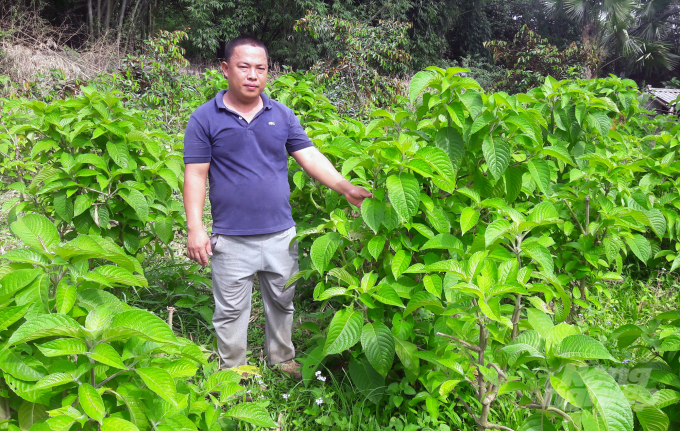 5-215007_182.jpeg Đến lúc được tách ra nuôi thương phẩm, nguồn thức ăn chủ yếu của lợn rừng là 'chè khổng lồ', các loại thức anh xanh, thô được trồng trong trang trại. Chè khổng lồ giúp quá trình tiêu hóa của lợn tốt hơn, ít dịch bệnh. Ảnh: Việt Khánh.