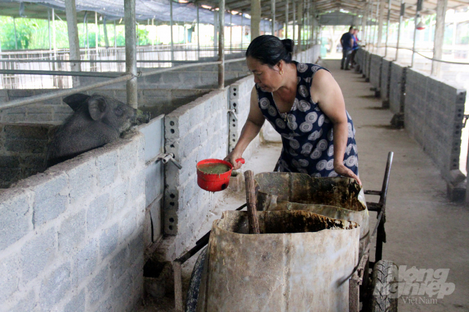 7-215048_129.jpeg Mỗi ngày, lợn sẽ được cho ăn ba lần bằng hỗn hợp nước, thức ăn xanh xay nhuyễn, cám gạo được ủ với men vi sinh trong vòng 12 giờ. Ảnh: Việt Khánh.