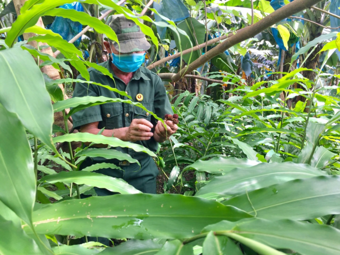 Quả sa nhân mang lại thu nhập hàng chục tỷ đồng mỗi năm cho người nông dân vùng cao Mường Khương. Ảnh: T.L