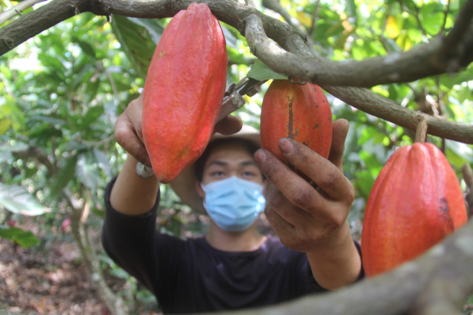 HTX Nông nghiệp Krông Nô chọn lựa quả ca cao chín mọng để thu hoạch. Ảnh: Quang Yên.