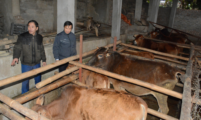 Đàn bò nhà ông Nguyễn Danh Tôn. Ảnh: Thái Sinh.