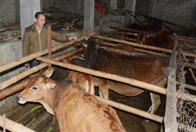 Ông Nguyễn Danh Tôn chăm sóc đàn bò của gia đình. Ảnh: Thái Sinh.