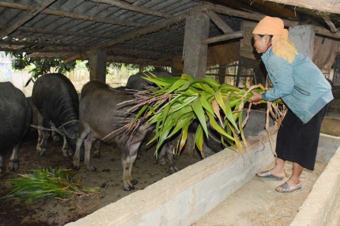 Bà Ngân Thị Xuân cho trâu ăn. Ảnh: Thái Sinh.