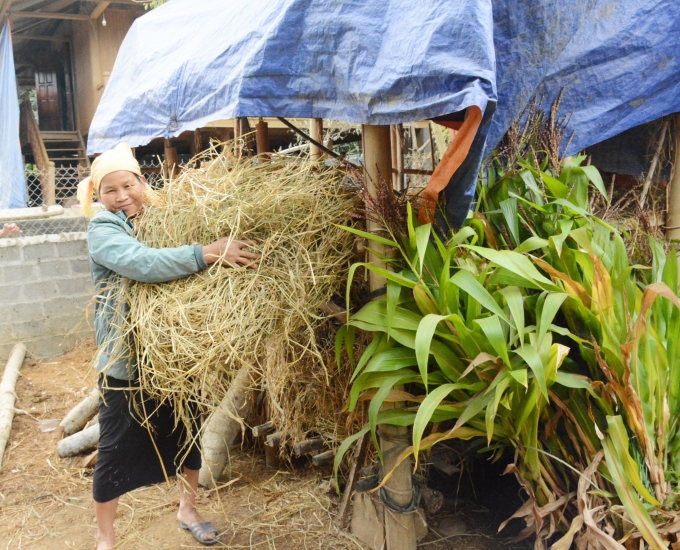 Người dân dự trữ thức ăn cho trâu bò mùa đông. Ảnh: Thái Sinh.