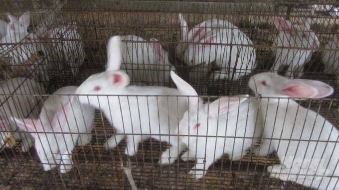 Thỏ là loài dễ nuôi, mắn đẻ, ít dịch bệnh, giá bán ổn định, ít tốn công lao động, hiệu quả chăn nuôi cao. Ảnh: Hải Tiến.
