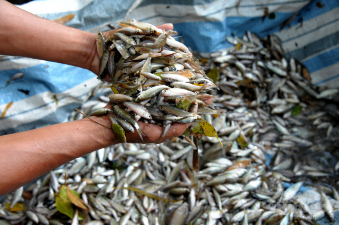 Hiện tại ở các tỉnh đầu nguồn như An Giang, Đồng Tháp chưa xuất hiện cá linh non bán ở chợ. Ảnh: Lê Hoàng Vũ.