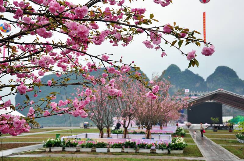 Trải nghiệm đồ ăn vặt tại lễ hội Hoa Anh đào Quảng Ninh - ảnh 1