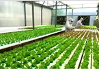 More efforts needed to attract FDI into hi-tech farming