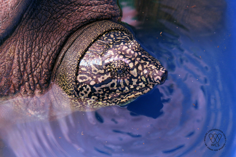 World's most endangered turtle found in Hanoi's Dong Mo lake - Vimarsana News