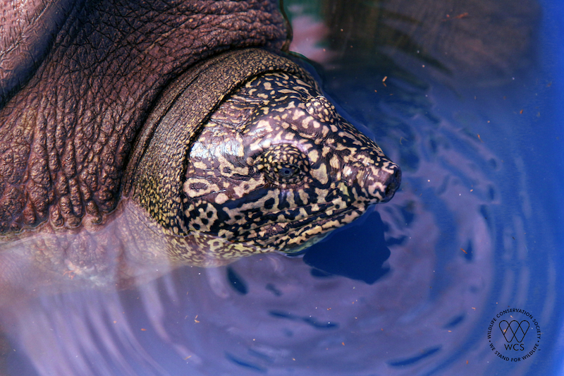 World’s most endangered turtle found in Hanoi's Dong Mo lake