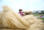 Exploring prolific vermicelli production in Hanoi’s ancient village