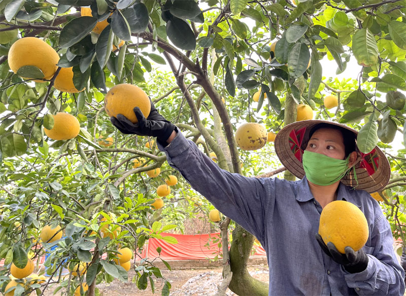 Harvesting Dien grapefruit in Hanoi