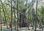 A peaceful and green oasis in the heart of Hanoi