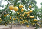 Dien Pomelo – the meaningful valuable gift for Tet holiday