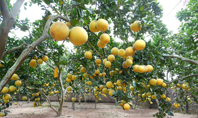 Dien Pomelo – the meaningful valuable gift for Tet holiday