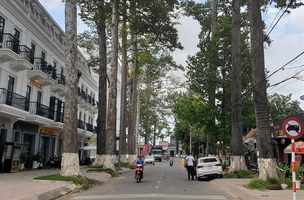 Quý cây xanh, nên khi thực hiện các dự án hay làm đường, chính quyền luôn chọn phương án giữ lại cây. Nhờ vậy, TP.Trà Vinh được xem là tỉnh duy nhất ở miền Tây có nhiều cây cổ thụ hàng trăm năm tuổi trong nội ô thành phố. Ảnh: Tr.L.