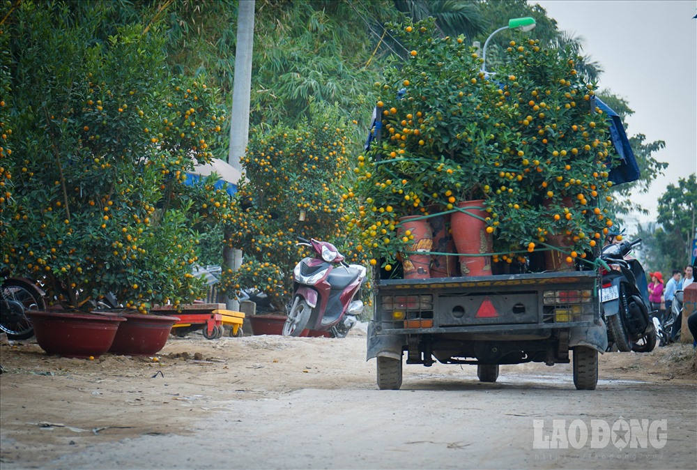 Ngoài chở bằng xe máy thì xe ba gác cũng là một trong những phương tiện hữu ích khi phải chở nhiều cây hoặc những cây to quá khổ của xe máy.