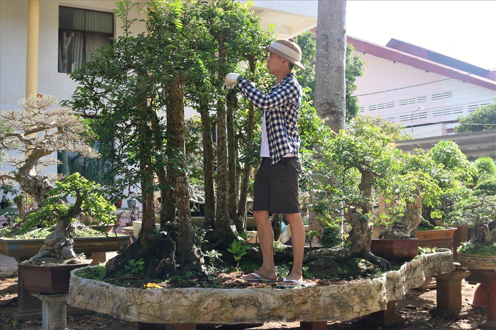 Nổi bật nhất trong số dàn cây cảnh của ông đó là chậu cây khế có 19 thân cực kỳ hiếm gặp. Chiếc cây khế này được ông may mắn mua được từ một người bạn ở huyện Krông Năng, tỉnh Đắk Lắk với giá chưa đây 100 triệu đồng...