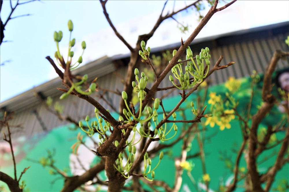 Ông Sanh và con trai của mình đã đổ tâm huyết khá nhiều vào cây mai vàng này và theo ông mức giá đó là hợp lý. Bất kỳ ai sành chơi mai chắc chắn sẽ không bất ngờ với mức giá được ông Sanh đưa ra.