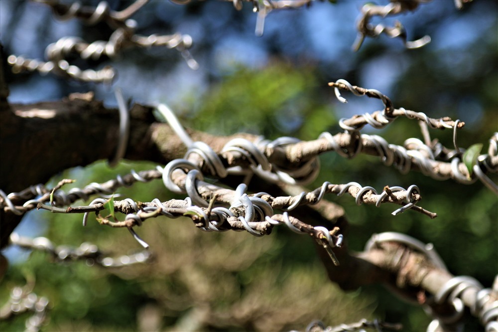 Các nhành cây được uốn ắn cẩn thận, sẵng sàng chiều lòng những vị khách khó tính nhất.