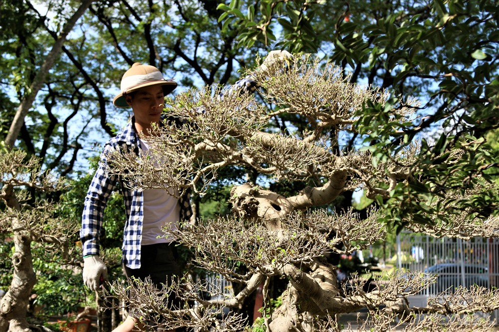 Một cây sanh khác cũng có vẻ ngoài rất đẹp và có cái tên khá hay ''bạc phong hồi đầu'' cũng đang được ông Sanh rao bán.