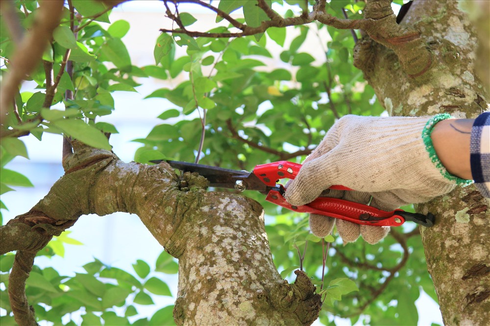 Cây khế này nặng đến hơn 1 tấn, tôi dự tính sẽ tiếp tục tạo tác thêm vào để cây có hồn hơn. Có thể tôi sẽ bổ sung thêm 1 chiếc nhà rông, trâu, và một dãy núi phía sau để nó trở thành một tác phẩm có tên gọi là ''Quê Hương'', ông Sanh hào hứng.