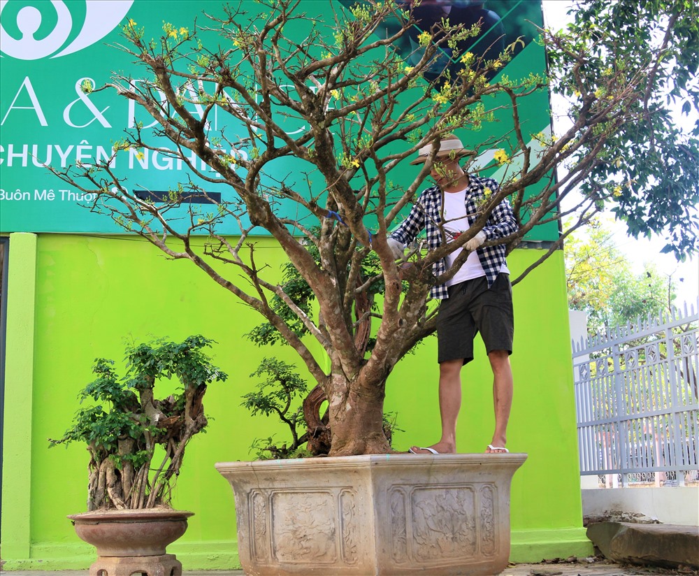 Ngoài ra, dịp Tết Nguyên đán này ông còn rao bán một cây mai vàng 5 cánh rất đẹp có đường kính từ 25 đến 30 cm. Giá của cây mai vàng này vào khoảng 150 triệu đồng.