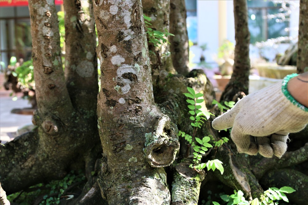 Cây khế này nặng đến hơn 1 tấn, tôi dự tính sẽ tiếp tục tạo tác thêm vào để cây có hồn hơn. Có thể tôi sẽ bổ sung thêm 1 chiếc nhà rông, trâu, và một dãy núi phía sau để nó trở thành một tác phẩm có tên gọi là ''Quê Hương'', ông Sanh hào hứng.