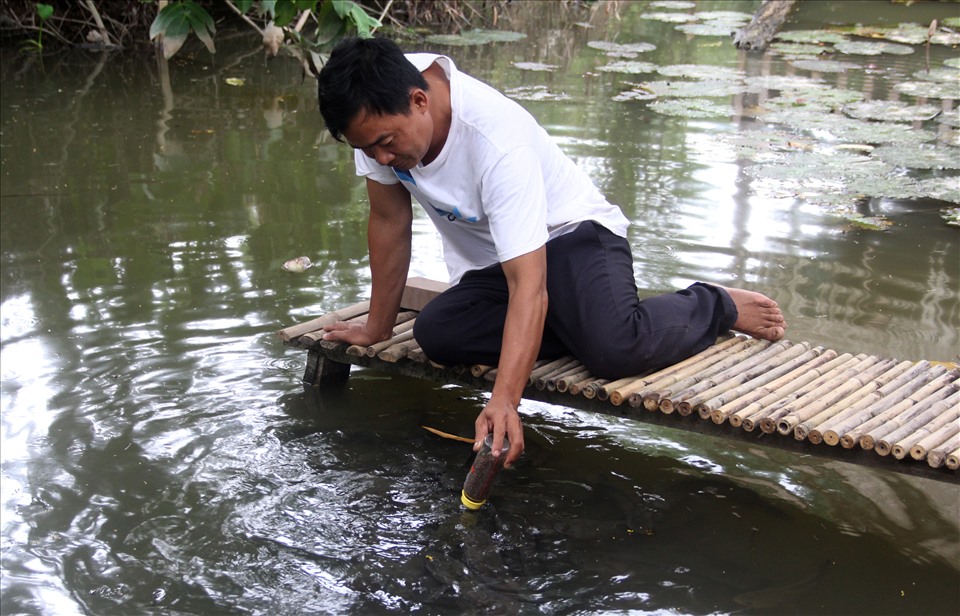 Anh Nguyễn Thành Tâm (Cồn Sơn, phường Bùi Hữu Nghĩa) – chủ nhân đàn cá biết “bú bình” cho hay, khi con cá lóc quá lớn không phù hợp để bay biểu diễn, anh sẽ thả chúng ra môi trường tự nhiên.
