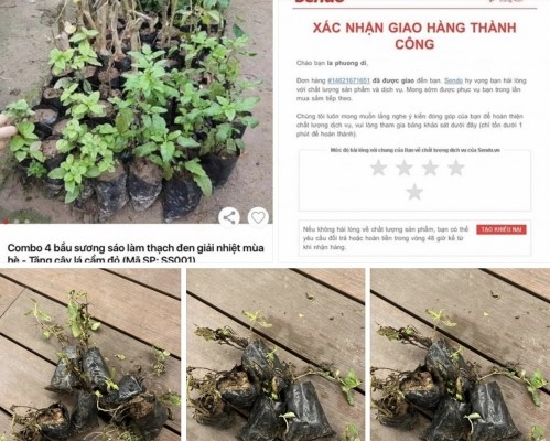 Đăng bán hình cây xanh tốt, Sendo giao cho khách…đống cỏ khô!