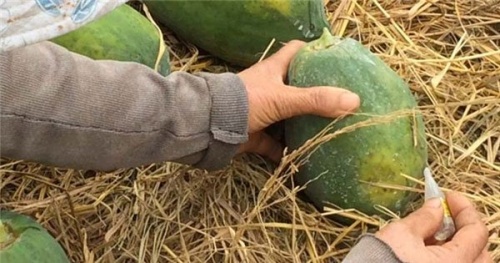 Thực phẩm chứa hóa chất: Nguy hiểm khó lường với hoạt chất ép chín trái cây