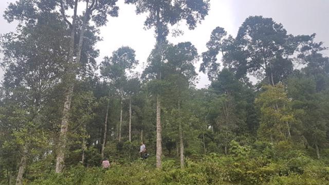 Vietnam transfers 5 million tons of CO2 to get US$52 million for forest protection
