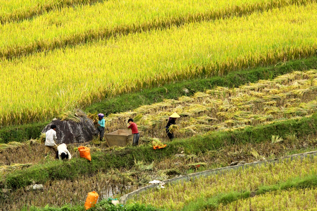 Lai Châu phấn đấu đến năm 2030 trở thành tỉnh phát triển khá trong khu vực miền núi phía Bắc, tỉnh đã quy hoạch 2 vùng phát triển kinh tế động lực, lấy sản xuất nông nghiệp hàng hóa tập trung làm mũi nhọn.