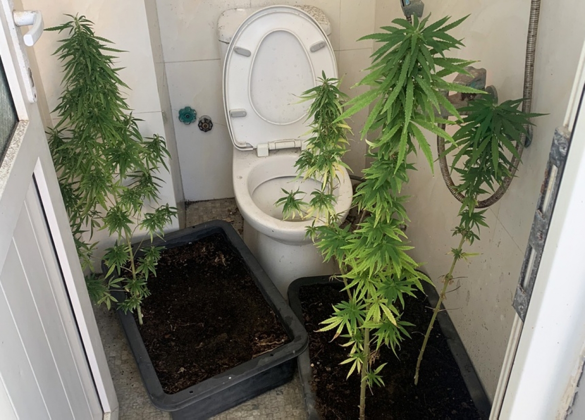 The Australian man grows four cannabis plants in the toilet in Da Nang. (Photo: zingnews.vn)